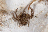 Une araigne crabe. Une immature (Araneae - Thomisidae - Xysticus sp.)
